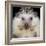 African Pygmy Hedgehog-null-Framed Photographic Print