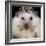 African Pygmy Hedgehog-null-Framed Photographic Print