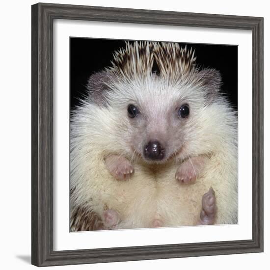 African Pygmy Hedgehog-null-Framed Photographic Print