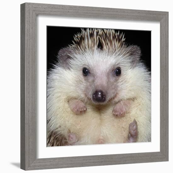 African Pygmy Hedgehog-null-Framed Photographic Print