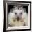 African Pygmy Hedgehog-null-Framed Photographic Print