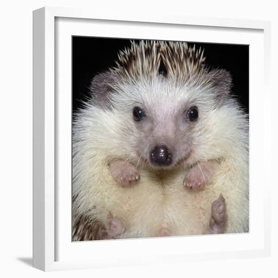 African Pygmy Hedgehog-null-Framed Photographic Print