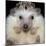 African Pygmy Hedgehog-null-Mounted Photographic Print