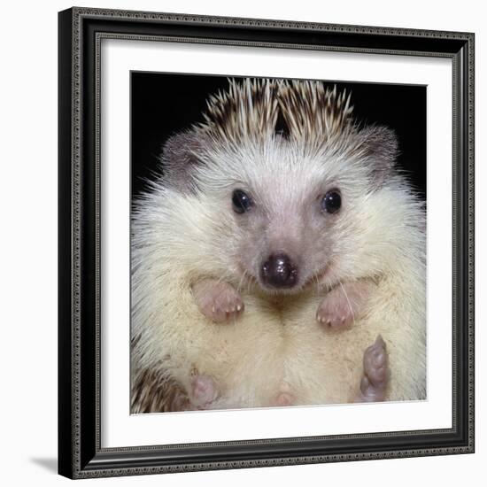 African Pygmy Hedgehog-null-Framed Photographic Print