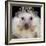 African Pygmy Hedgehog-null-Framed Photographic Print