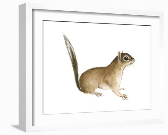 African Pygmy Squirrel (Myosciurus Pumilio), Mammals-Encyclopaedia Britannica-Framed Art Print