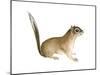 African Pygmy Squirrel (Myosciurus Pumilio), Mammals-Encyclopaedia Britannica-Mounted Art Print