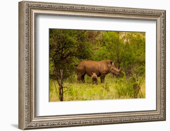 African Rhino and Baby, Kruger National Park, Johannesburg, South Africa, Africa-Laura Grier-Framed Photographic Print