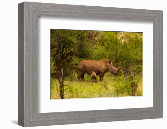 African Rhino and Baby, Kruger National Park, Johannesburg, South Africa, Africa-Laura Grier-Framed Photographic Print