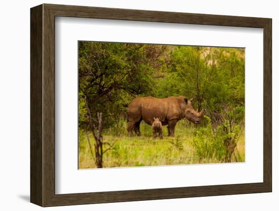 African Rhino and Baby, Kruger National Park, Johannesburg, South Africa, Africa-Laura Grier-Framed Photographic Print