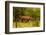 African Rhino and Baby, Kruger National Park, Johannesburg, South Africa, Africa-Laura Grier-Framed Photographic Print