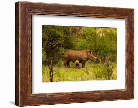 African Rhino and Baby, Kruger National Park, Johannesburg, South Africa, Africa-Laura Grier-Framed Photographic Print