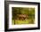 African Rhino and Baby, Kruger National Park, Johannesburg, South Africa, Africa-Laura Grier-Framed Photographic Print