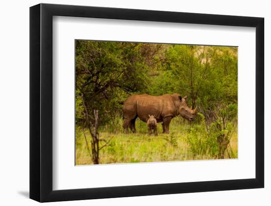 African Rhino and Baby, Kruger National Park, Johannesburg, South Africa, Africa-Laura Grier-Framed Photographic Print