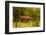 African Rhino and Baby, Kruger National Park, Johannesburg, South Africa, Africa-Laura Grier-Framed Photographic Print