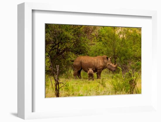 African Rhino and Baby, Kruger National Park, Johannesburg, South Africa, Africa-Laura Grier-Framed Photographic Print