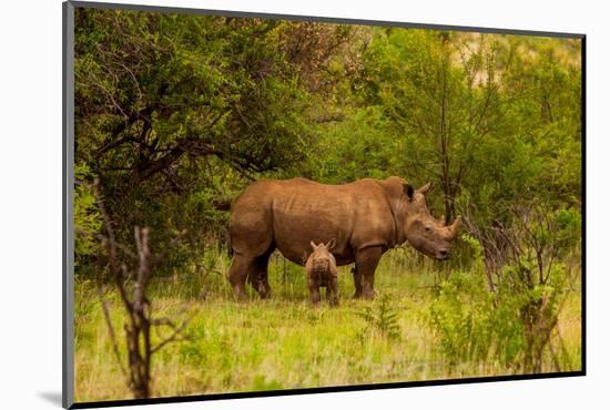 African Rhino and Baby, Kruger National Park, Johannesburg, South Africa, Africa-Laura Grier-Mounted Photographic Print