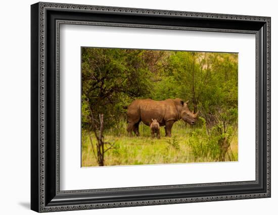 African Rhino and Baby, Kruger National Park, Johannesburg, South Africa, Africa-Laura Grier-Framed Photographic Print