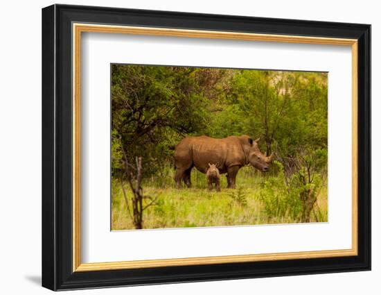 African Rhino and Baby, Kruger National Park, Johannesburg, South Africa, Africa-Laura Grier-Framed Photographic Print