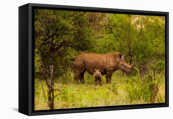 African Rhino and Baby, Kruger National Park, Johannesburg, South Africa, Africa-Laura Grier-Framed Premier Image Canvas