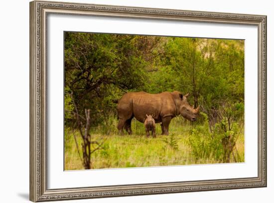 African Rhino and Baby, Kruger National Park, Johannesburg, South Africa, Africa-Laura Grier-Framed Photographic Print