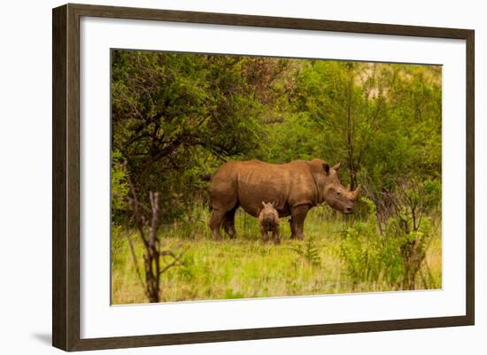 African Rhino and Baby, Kruger National Park, Johannesburg, South Africa, Africa-Laura Grier-Framed Photographic Print