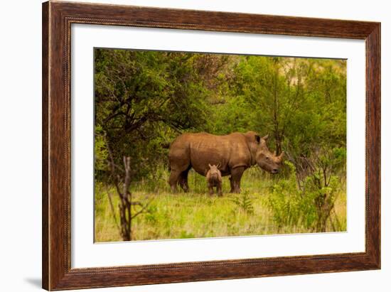 African Rhino and Baby, Kruger National Park, Johannesburg, South Africa, Africa-Laura Grier-Framed Photographic Print