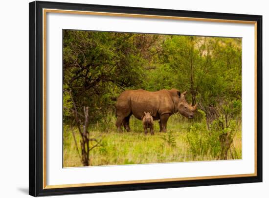 African Rhino and Baby, Kruger National Park, Johannesburg, South Africa, Africa-Laura Grier-Framed Photographic Print