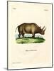 African Rhinoceros-null-Mounted Giclee Print