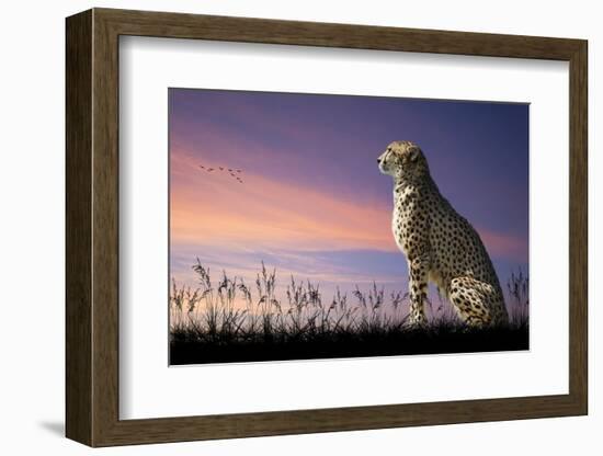 African Safari Concept Image of Cheetah Looking out over Savannnah with Beautiful Sunset Sky-Veneratio-Framed Photographic Print