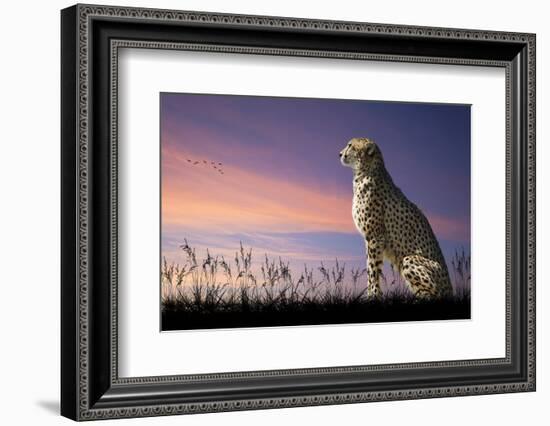 African Safari Concept Image of Cheetah Looking out over Savannnah with Beautiful Sunset Sky-Veneratio-Framed Photographic Print