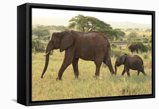 African Savanna Elephant Cow with Calf-null-Framed Premier Image Canvas