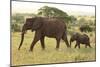 African Savanna Elephant Cow with Calf-null-Mounted Photographic Print