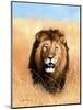 African Savannah Lion-Sarah Stribbling-Mounted Art Print