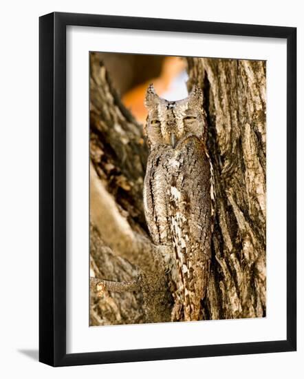 African Scops Owl in Tree, Namibia-Joe Restuccia III-Framed Photographic Print