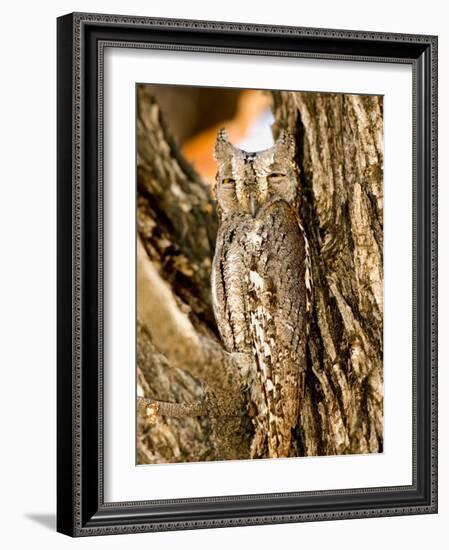 African Scops Owl in Tree, Namibia-Joe Restuccia III-Framed Photographic Print