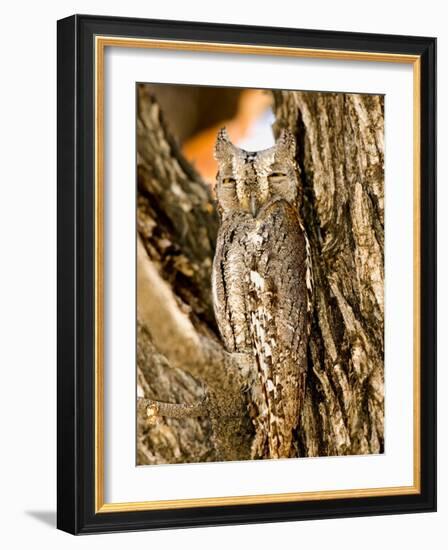 African Scops Owl in Tree, Namibia-Joe Restuccia III-Framed Photographic Print