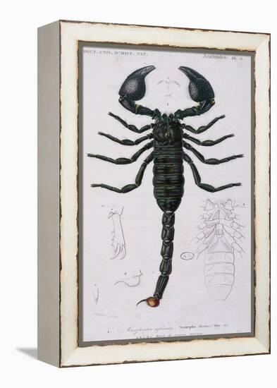 African Scorpion-Francois Le Vaillant-Framed Premier Image Canvas