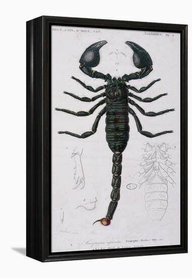 African Scorpion-Francois Le Vaillant-Framed Premier Image Canvas