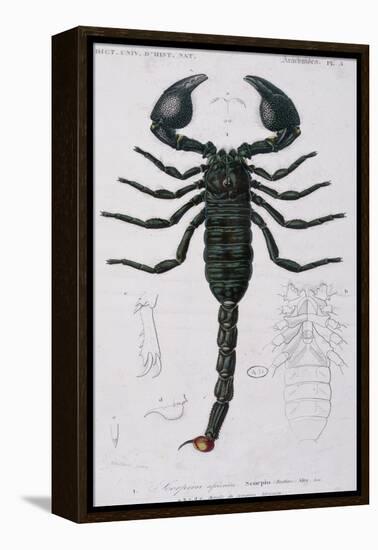 African Scorpion-Francois Le Vaillant-Framed Premier Image Canvas