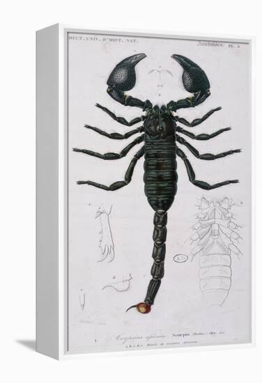 African Scorpion-Francois Le Vaillant-Framed Premier Image Canvas