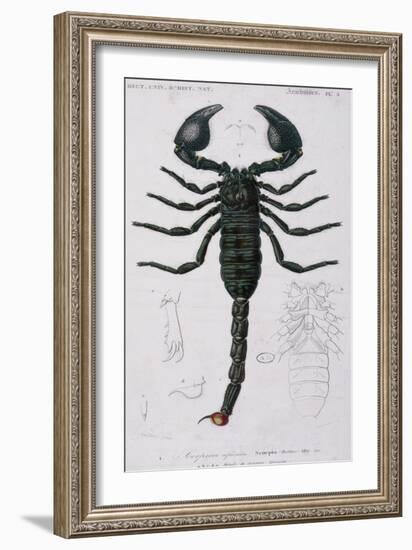 African Scorpion-Francois Le Vaillant-Framed Giclee Print