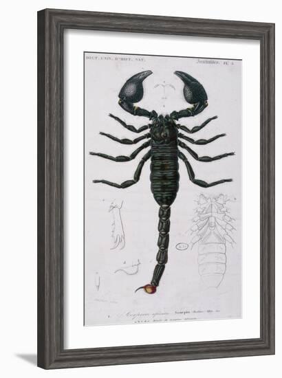 African Scorpion-Francois Le Vaillant-Framed Giclee Print