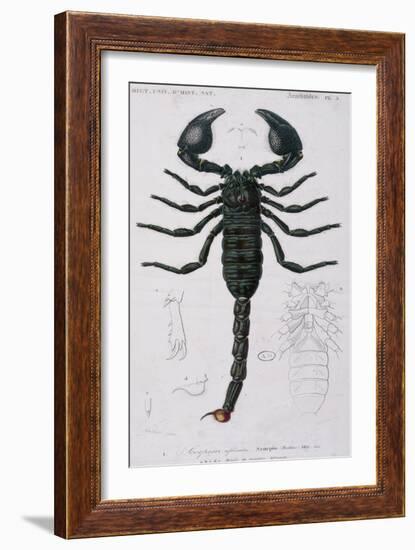 African Scorpion-Francois Le Vaillant-Framed Giclee Print