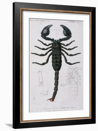 African Scorpion-Francois Le Vaillant-Framed Giclee Print