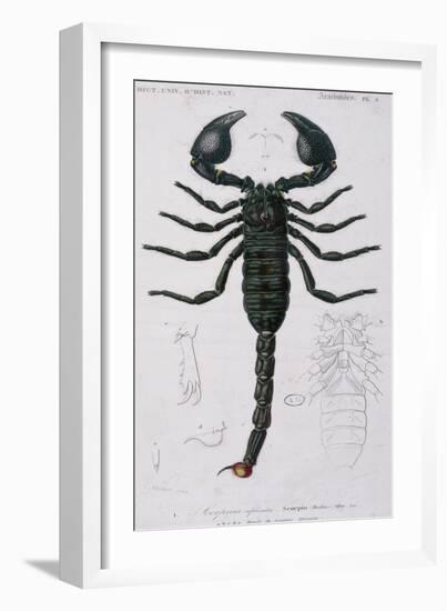 African Scorpion-Francois Le Vaillant-Framed Giclee Print