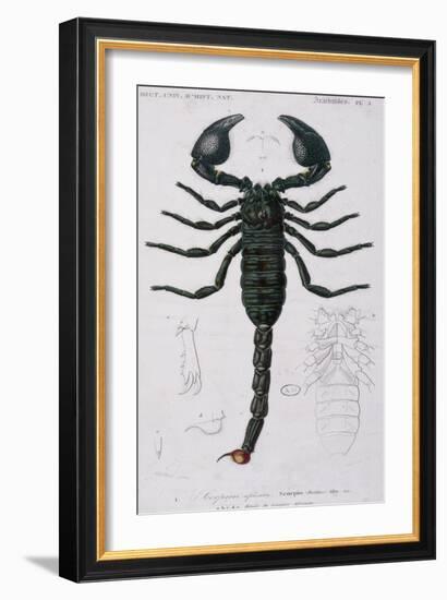 African Scorpion-Francois Le Vaillant-Framed Giclee Print