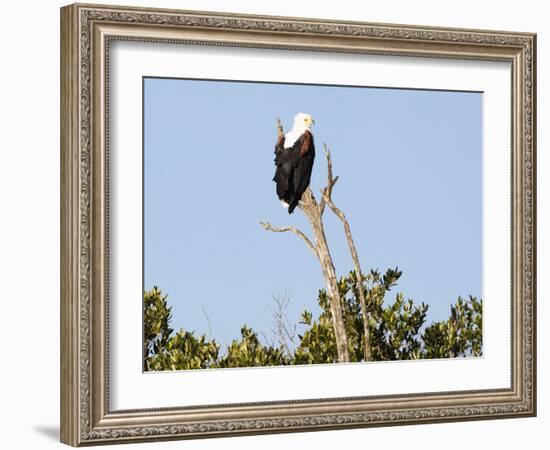 African sea eagle, Isimangaliso Greater St. Lucia Wetland Pk, UNESCO World Heritage, South Africa-Christian Kober-Framed Photographic Print