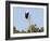 African sea eagle, Isimangaliso Greater St. Lucia Wetland Pk, UNESCO World Heritage, South Africa-Christian Kober-Framed Photographic Print