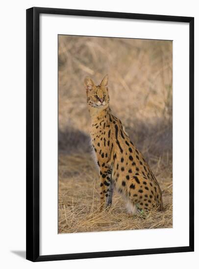 African Serval-DLILLC-Framed Photographic Print